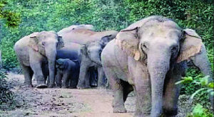 झुंड से बिछड़े हाथी ने युवक को सूंड से उठाकर पटका, इलाज के दौरान मौत