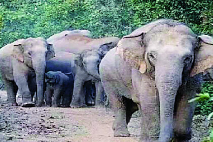 झुंड से बिछड़े हाथी ने युवक को सूंड से उठाकर पटका, इलाज के दौरान मौत