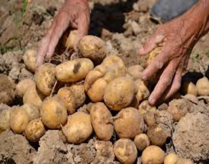 Potato is being sold at Rs 50 per kg, government is careless.