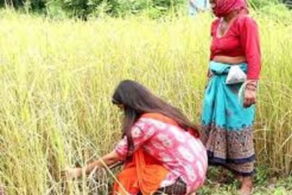 धान की कटाई कर रही महिला को अगवाकर किया गैंगरेप ,ग्रामीणों में भारी आक्रोश.