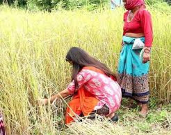 धान की कटाई कर रही महिला को अगवाकर किया गैंगरेप ,ग्रामीणों में भारी आक्रोश.