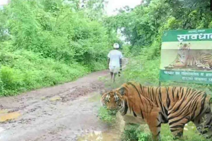 गांवों में बाघ की दहशत, दो दिनों से रेस्क्यू टीम को दे रहा चकमा