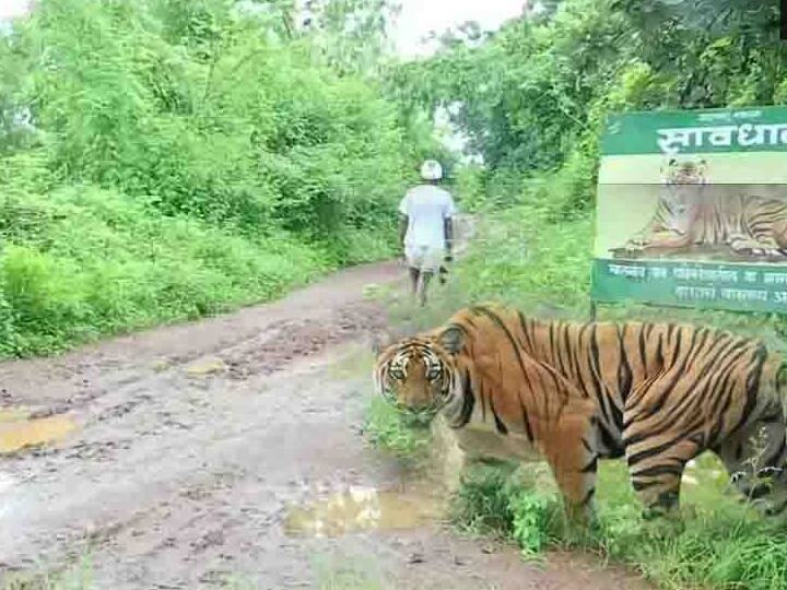 गांवों में बाघ की दहशत, दो दिनों से रेस्क्यू टीम को दे रहा चकमा